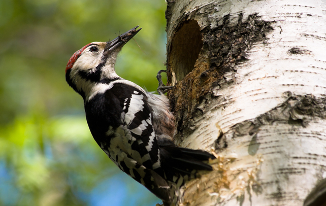 all about woodpeckers