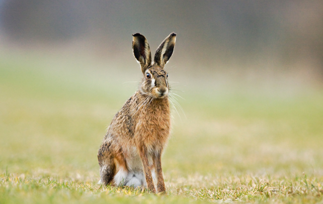 Hispid Hare
