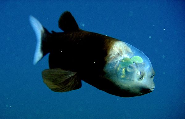 Fish With Transparent Head