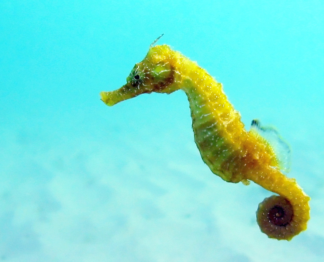 Facts About Seahorses