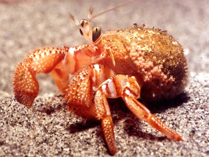 Facts About Hermit Crabs