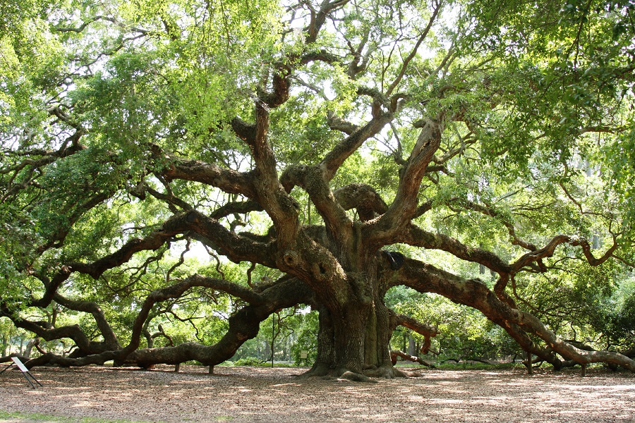 The 400 Year Old Tree