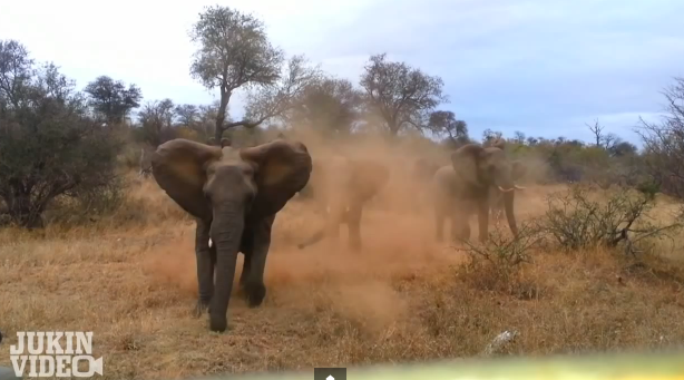 Elephant-ATTACKS-Safari-Jeep-EXCLUSIVE-Footage-yardhype