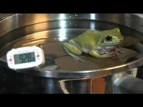 boiling frog