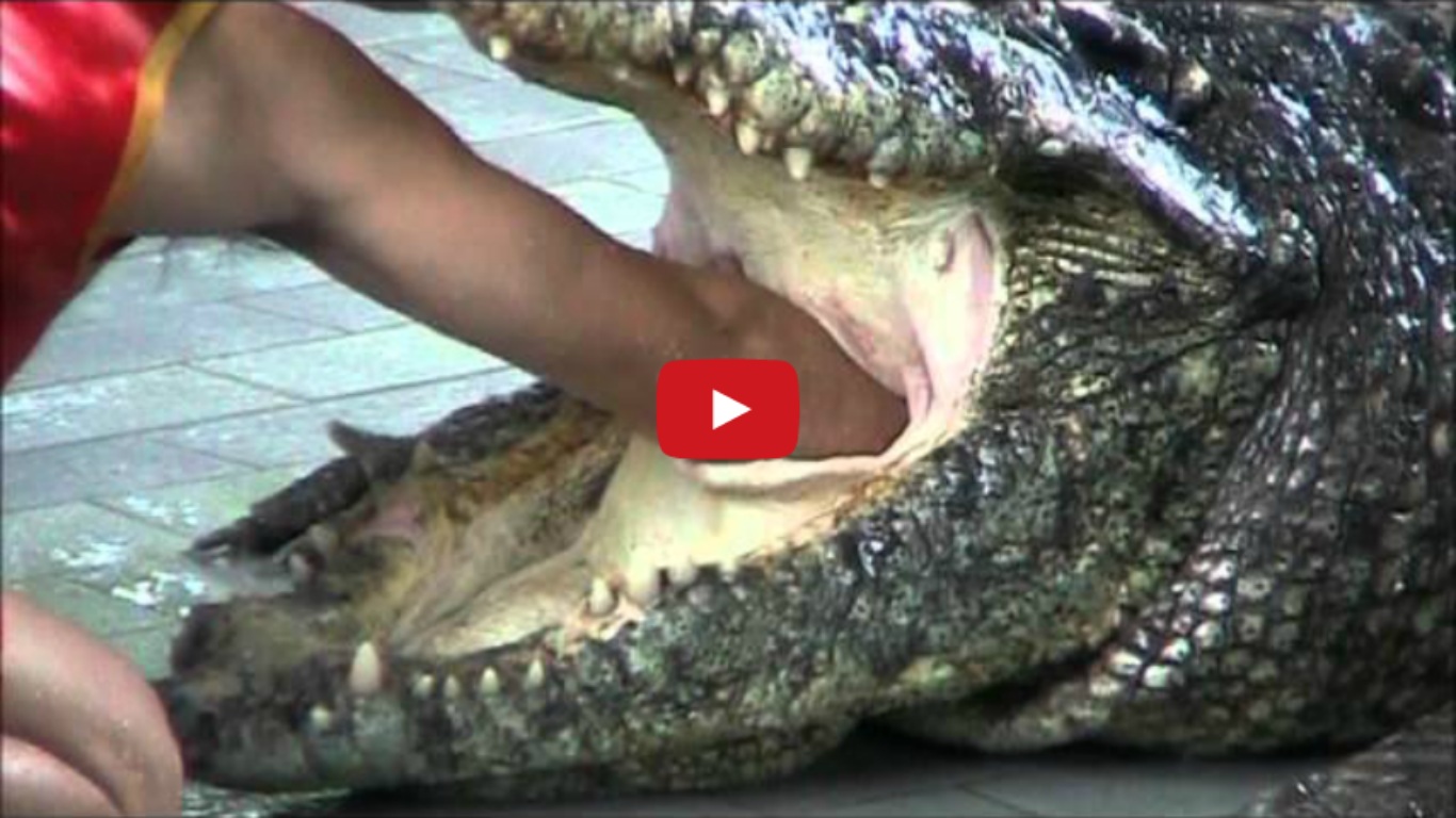 Pattaya Thailand Crocodile Farm - Man Sticks His Arm Down A Crocodiles Throat