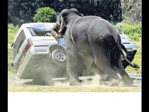 elephant-attack.jpg