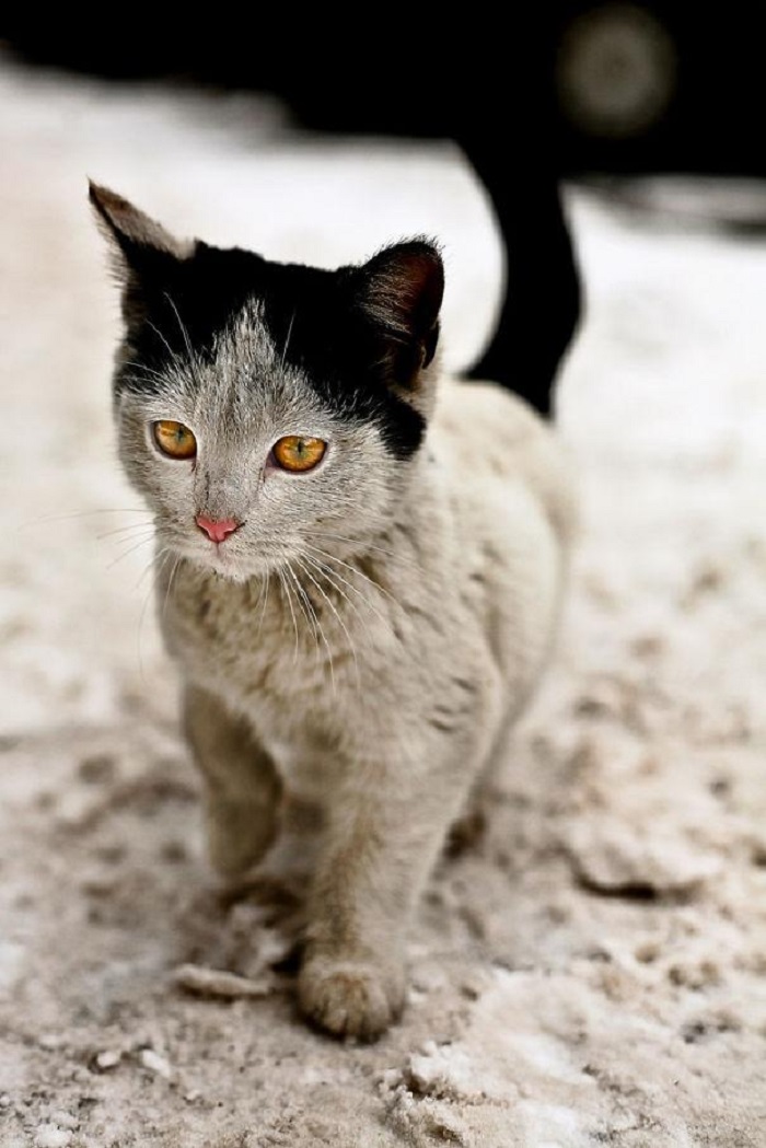 Photo Credit: http://nice-animals.com/nice-animals/cats-with-unusual-shapes-on-the-fur/ 