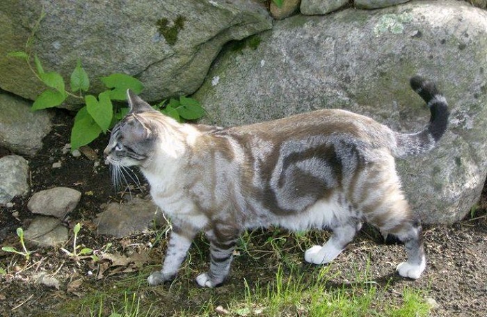 Photo Credit: http://dearcats.blogspot.in/2011/02/corak-tabby-pada-kucing.html 