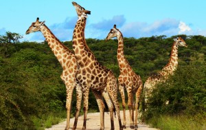 Interesting And Fun Facts About Giraffe